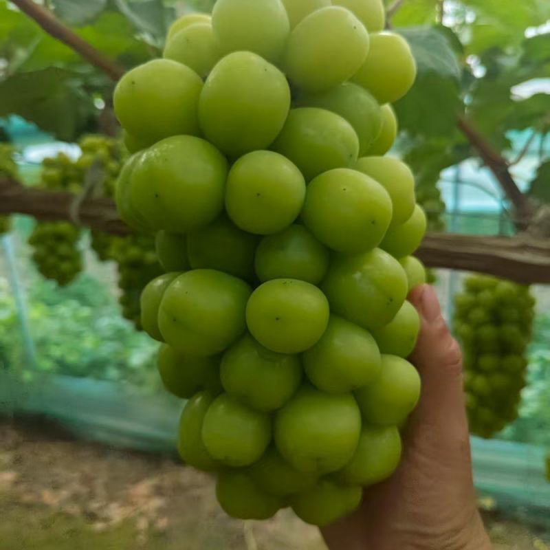 精品阳光玫瑰大量供应现摘现发支持视频看货品质保证