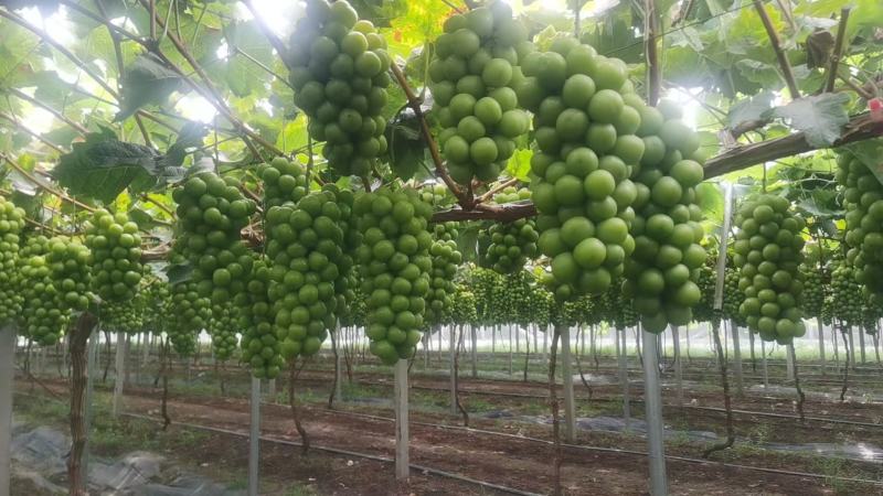 精品阳光玫瑰大量供应现摘现发支持视频看货品质保证