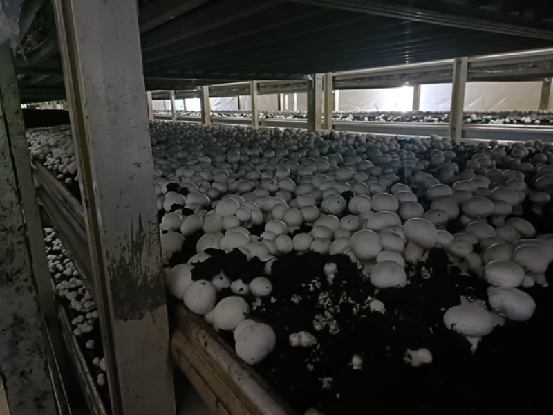 水洗菇＇蓝子菇农民菇干片、无农残双孢蘑菇干片．无农残双孢片