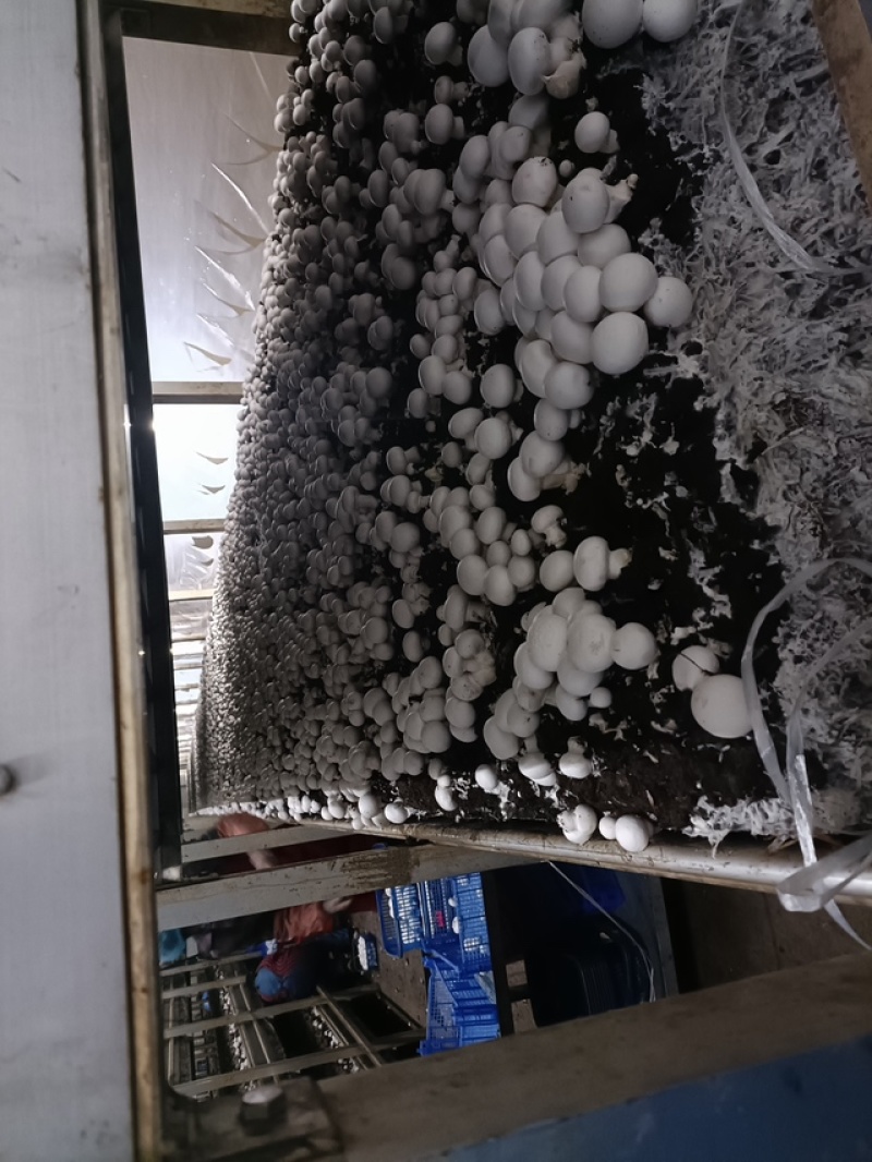水洗菇＇蓝子菇农民菇干片、无农残双孢蘑菇干片．无农残双孢片