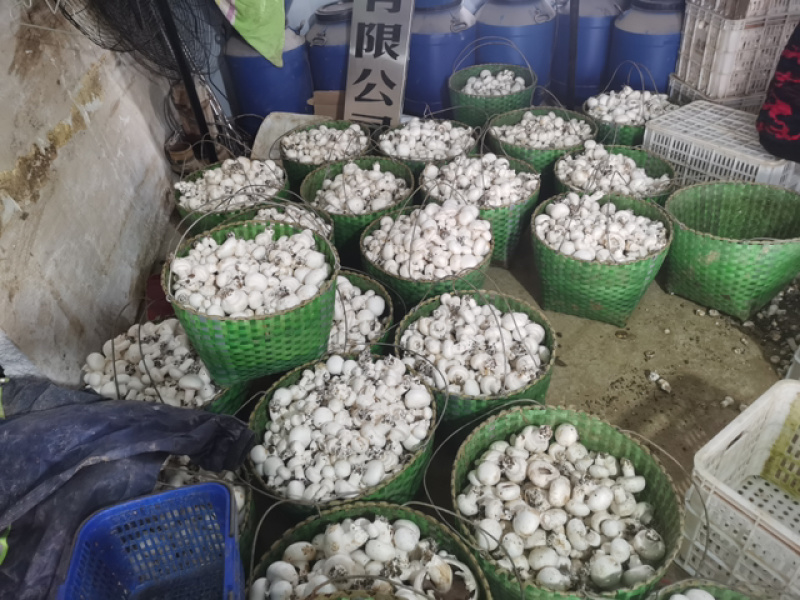 水洗菇＇蓝子菇农民菇干片、无农残双孢蘑菇干片．无农残双孢片
