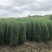 河南桧河南桧柏推荐潢川桧柏基地货源充足规格齐全