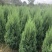 河南桧河南桧柏推荐潢川桧柏基地货源充足规格齐全