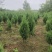 刺柏推荐潢川柏树基地
