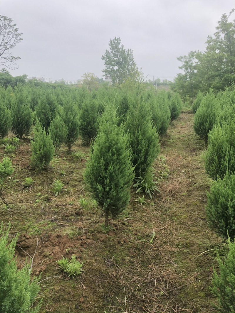 刺柏推荐潢川柏树基地