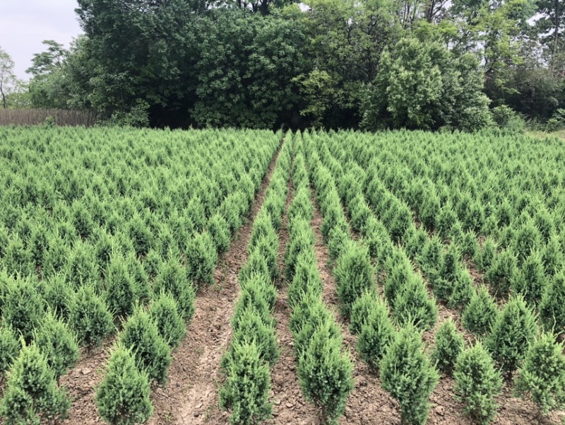 刺柏推荐潢川柏树基地