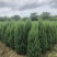 刺柏推荐潢川柏树基地