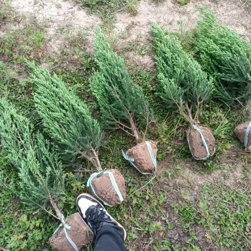 刺柏推荐潢川柏树基地