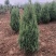 刺柏推荐潢川柏树基地