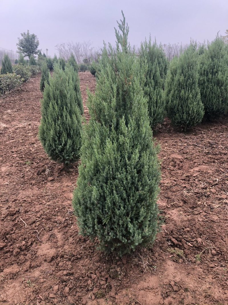 刺柏推荐潢川柏树基地