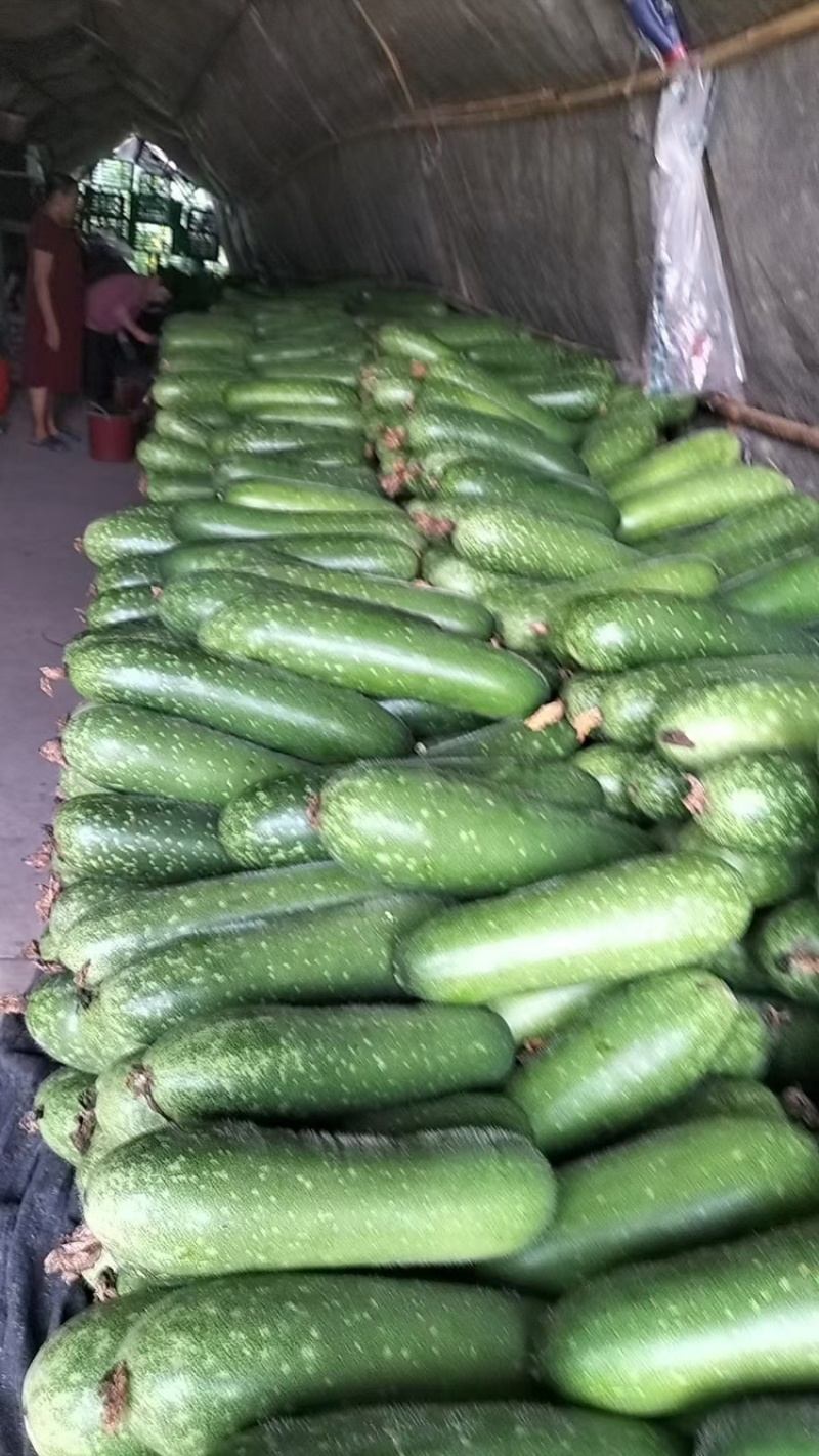 毛节瓜，贵州基地毛节瓜，当天采摘发货