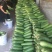 毛节瓜，贵州基地毛节瓜，当天采摘发货