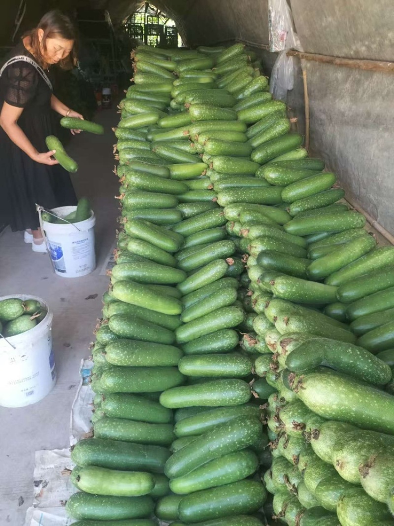 毛节瓜，贵州基地毛节瓜，当天采摘发货