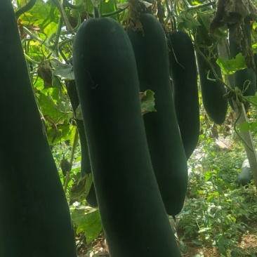 贵州黑皮冬瓜，价格良好，欢迎咨询！