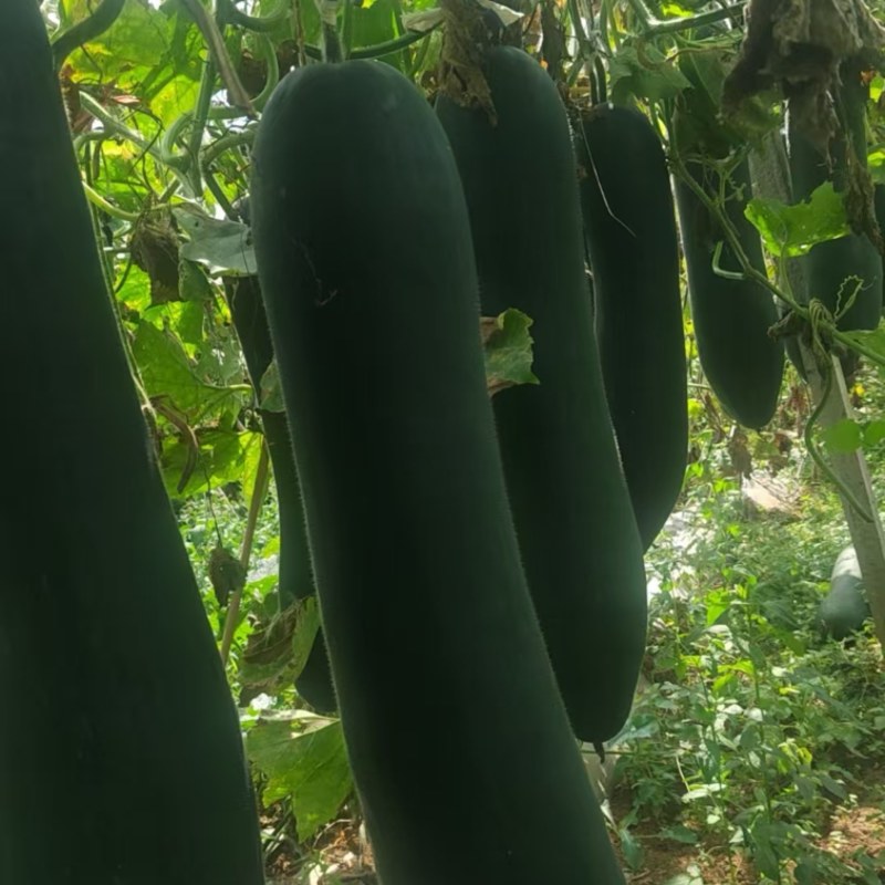 贵州黑皮冬瓜，价格良好，欢迎咨询！
