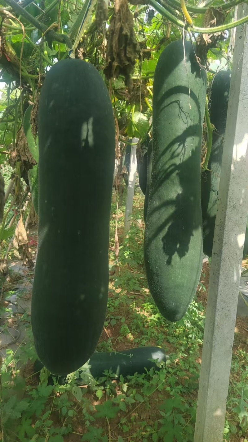 贵州黑皮冬瓜，价格良好，欢迎咨询！