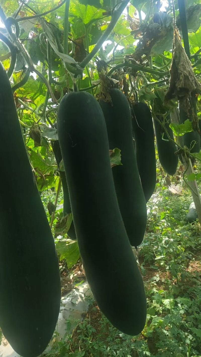贵州黑皮冬瓜，价格良好，欢迎咨询！