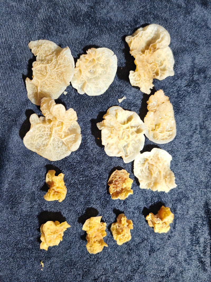 鹿肚耳种植厂家羊肚耳自产自销沙耳菌珍珠菌鹿肚耳精品鹿肚耳