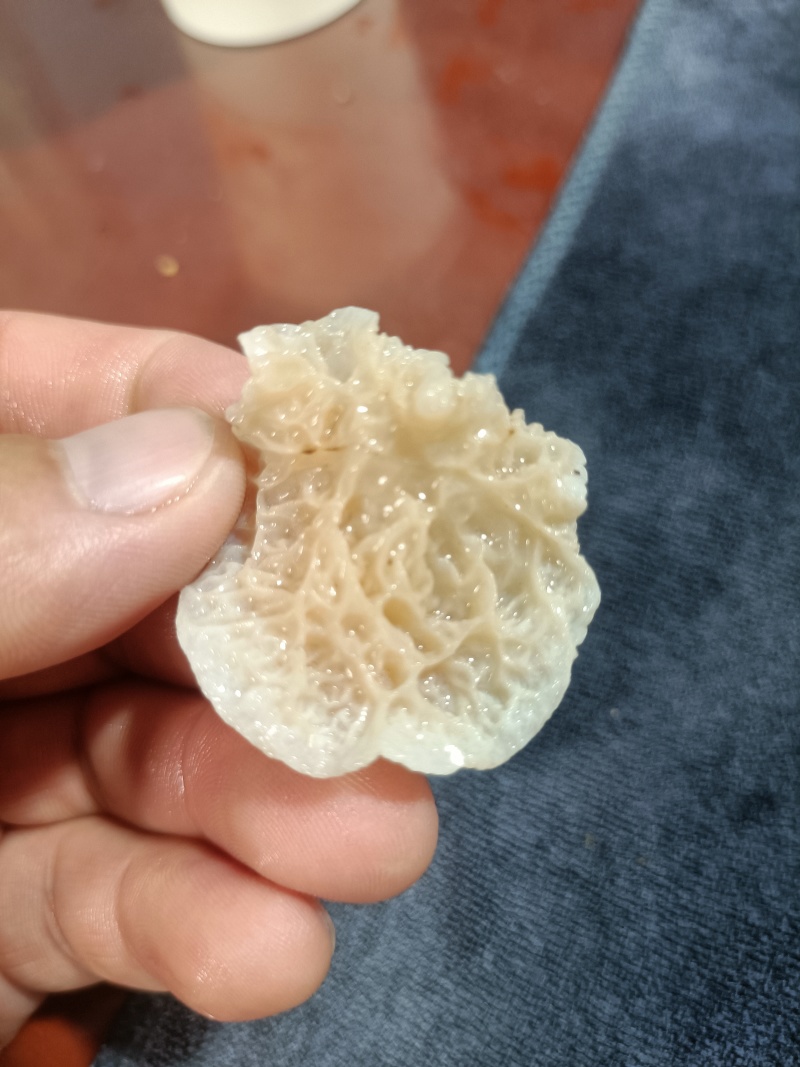 鹿肚耳种植厂家羊肚耳自产自销沙耳菌珍珠菌鹿肚耳精品鹿肚耳