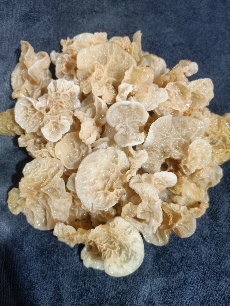 鹿肚耳种植厂家羊肚耳自产自销沙耳菌珍珠菌鹿肚耳精品鹿肚耳