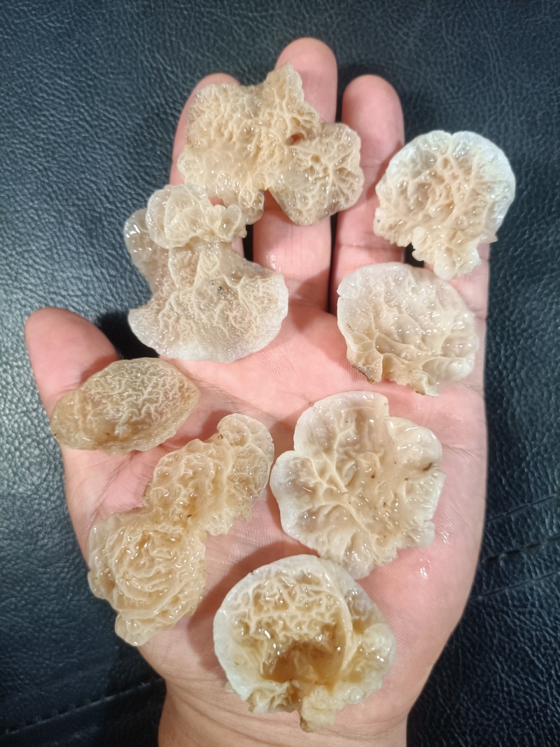 鹿肚耳种植厂家羊肚耳自产自销沙耳菌珍珠菌鹿肚耳精品鹿肚耳