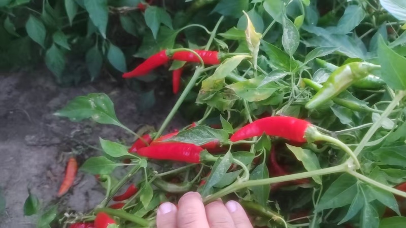 各种辣椒尖椒红辣椒鲜辣椒吉林辣椒欢迎老板电联量大价优