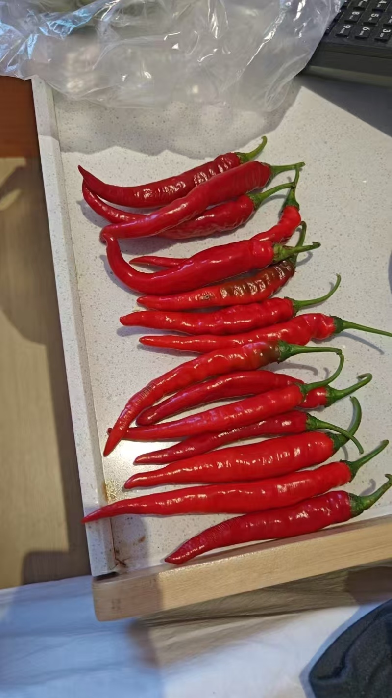 各种辣椒尖椒红辣椒鲜辣椒吉林辣椒欢迎老板电联量大价优