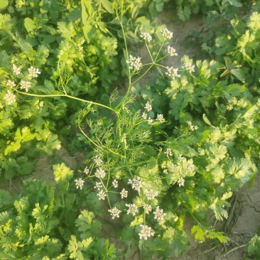 香菜花