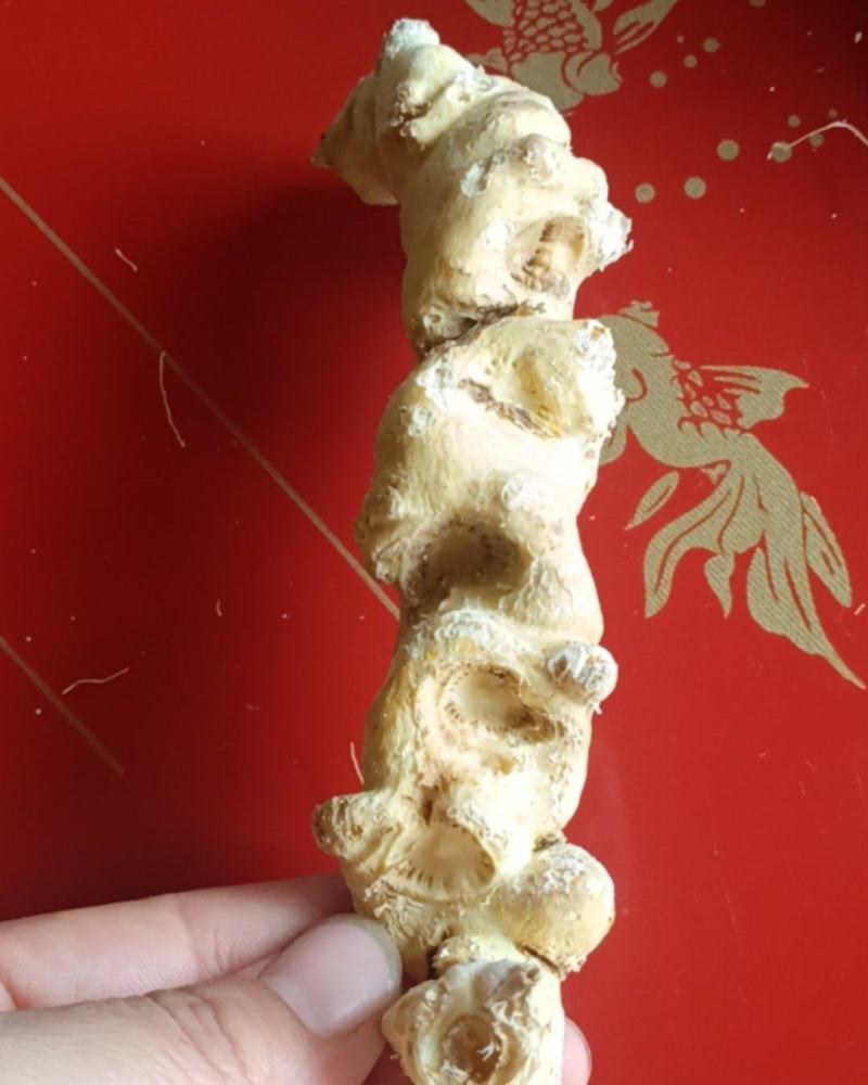 精品竹节参大量供应可视频看货欢迎来电采购洽谈