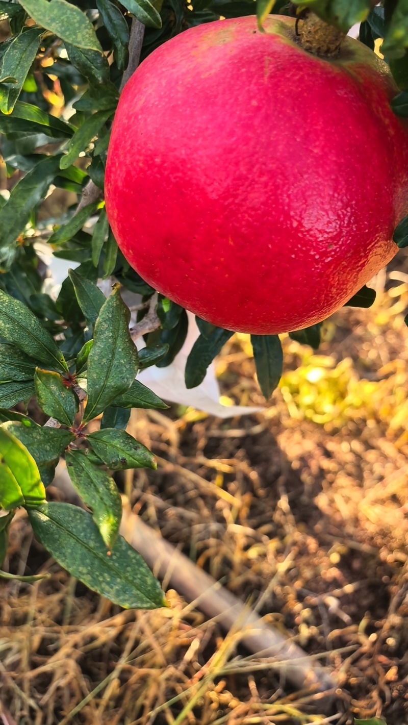 黑无籽酸石榴