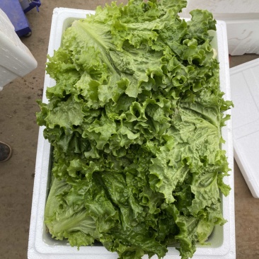 本地生菜，油麦，大量供应，有需要联系量大