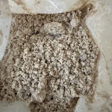 发酵熟玉米饲料
