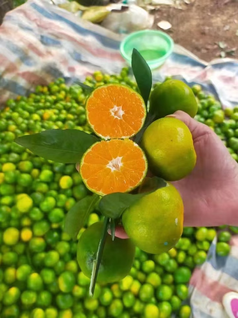 【强烈推荐】云南特早蜜橘薄皮细皮，果肉细腻入口化渣口感好