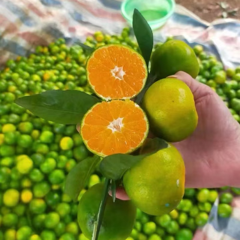 【强烈推荐】云南特早蜜橘薄皮细皮，果肉细腻入口化渣口感好