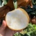 推荐河南周口梨秋月梨产地直供量大从优实力代发全国