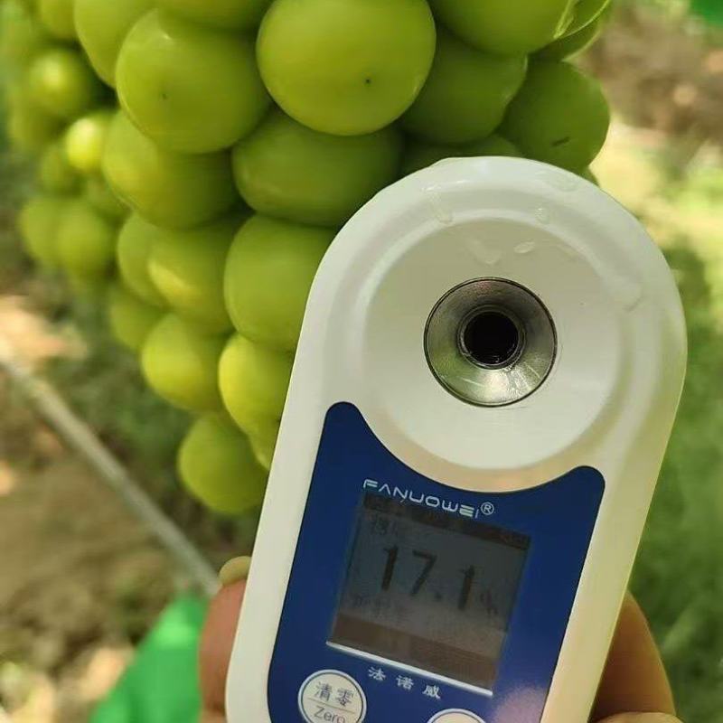 葡萄！\阳光玫瑰葡萄\陕西渭南大荔县葡萄种植基地大量上市