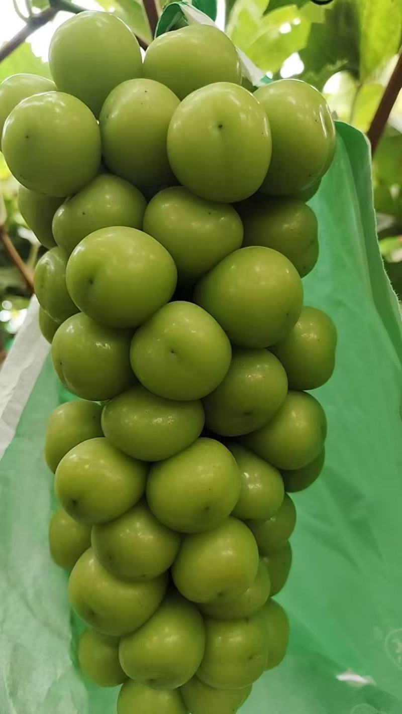 葡萄！\阳光玫瑰葡萄\陕西渭南大荔县葡萄种植基地大量上市