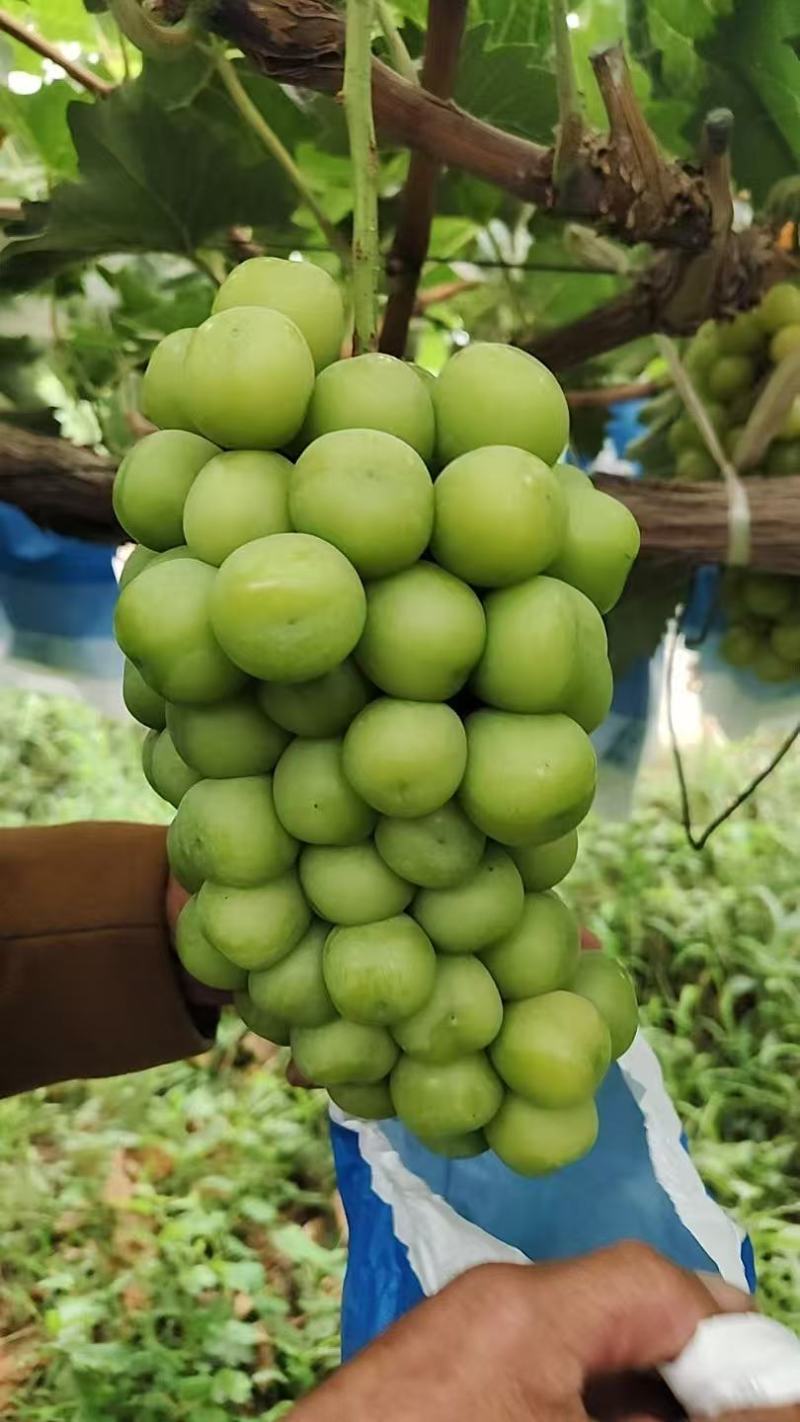 葡萄！\阳光玫瑰葡萄\陕西渭南大荔县葡萄种植基地大量上市