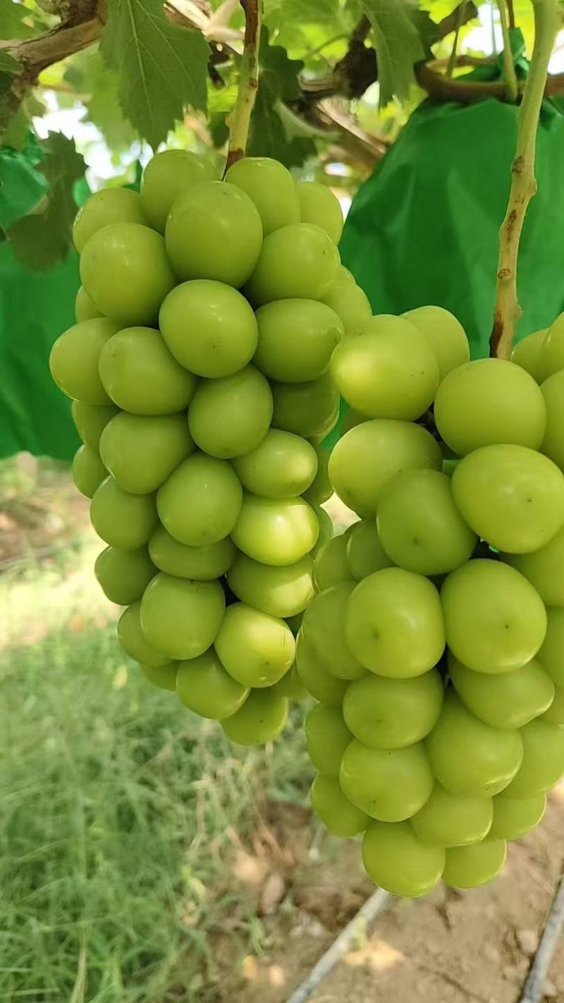 葡萄！\阳光玫瑰葡萄\陕西渭南大荔县葡萄种植基地大量上市