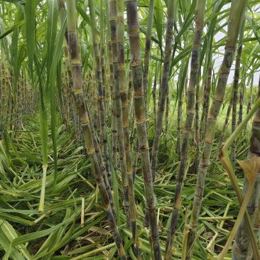 河南黑皮甘蔗大量上市欢迎采购产地直达价格可议