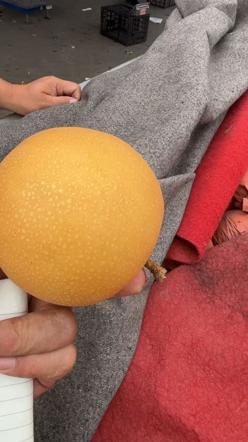 河南秋月梨大量上市中，一手货源视频看货，对接全国欢迎致电