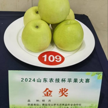 精品青森明月苹果