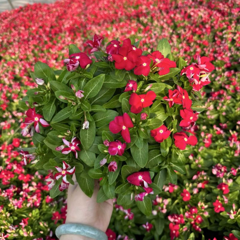190长春花多色品质保证基地直发