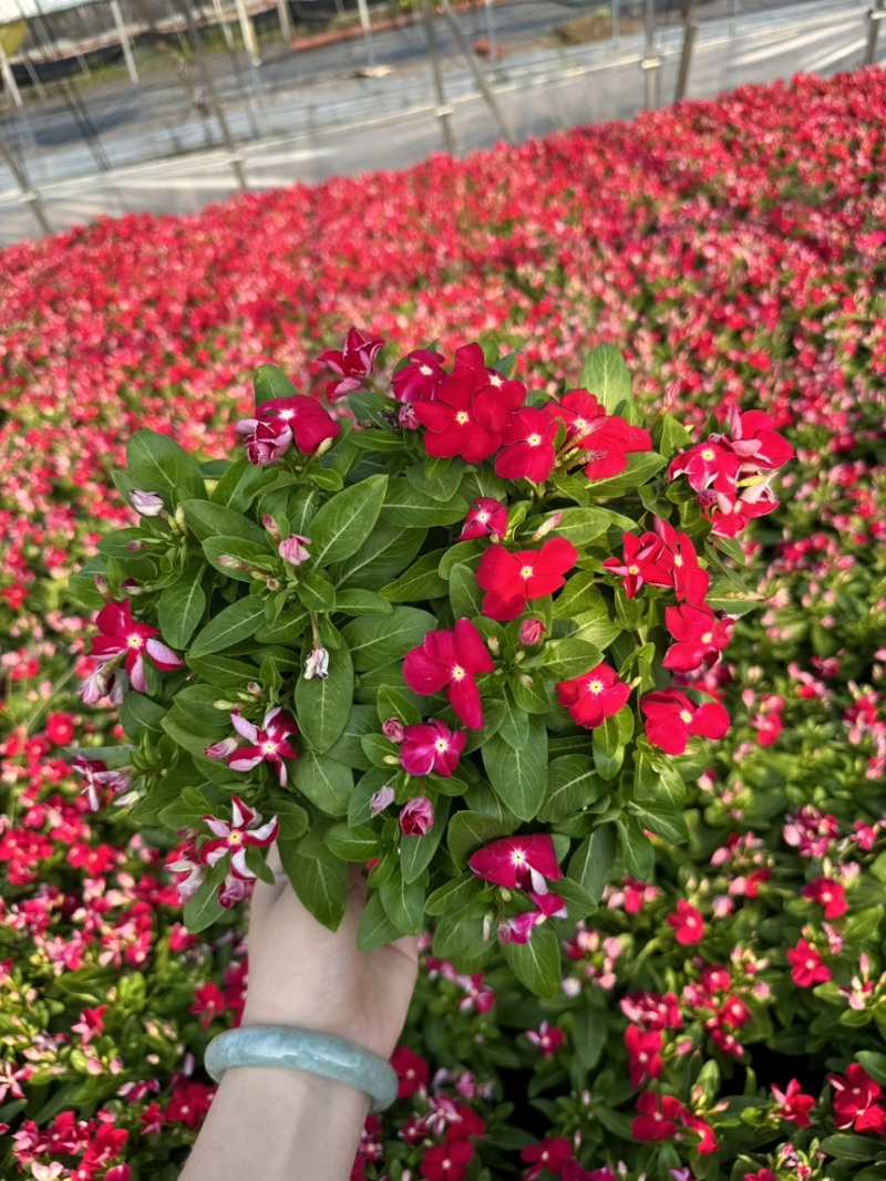 190长春花多色品质保证基地直发