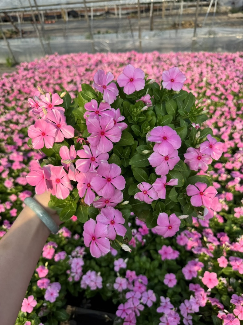 190长春花多色品质保证基地直发