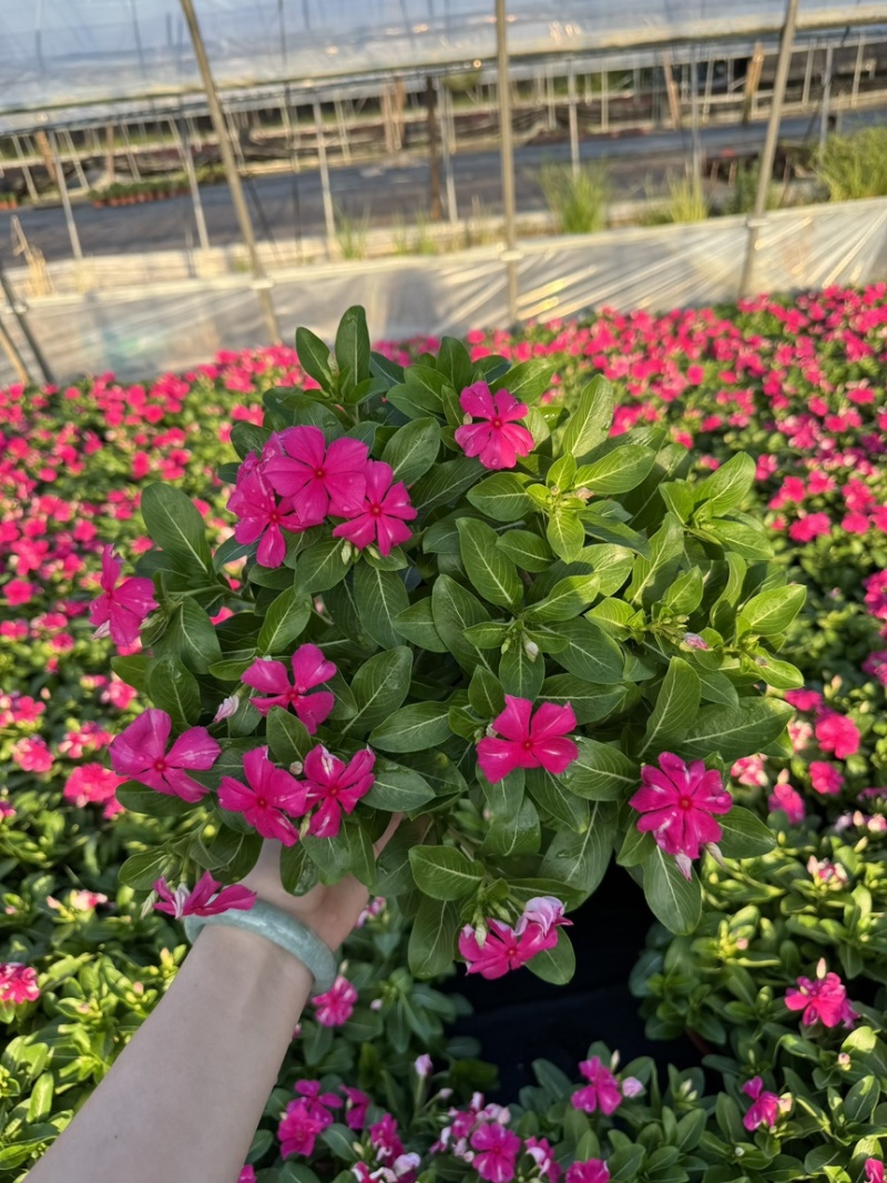 190长春花多色品质保证基地直发