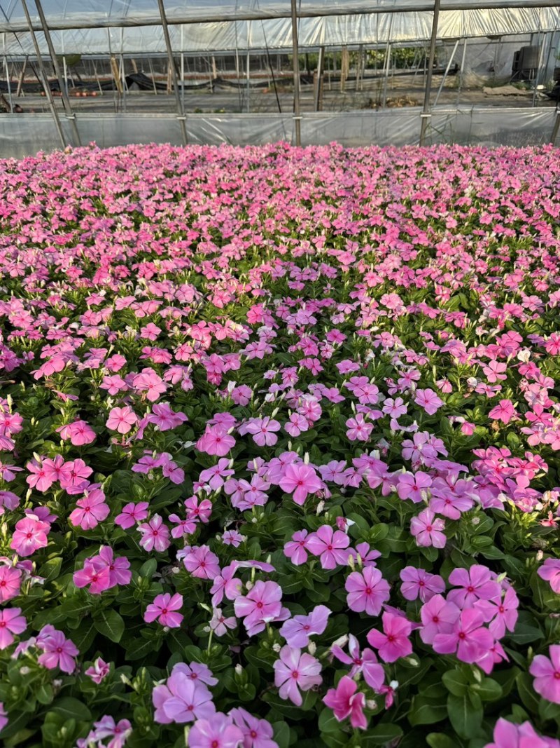 190长春花多色品质保证基地直发