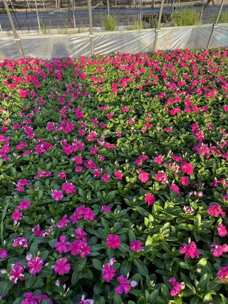 190长春花多色品质保证基地直发