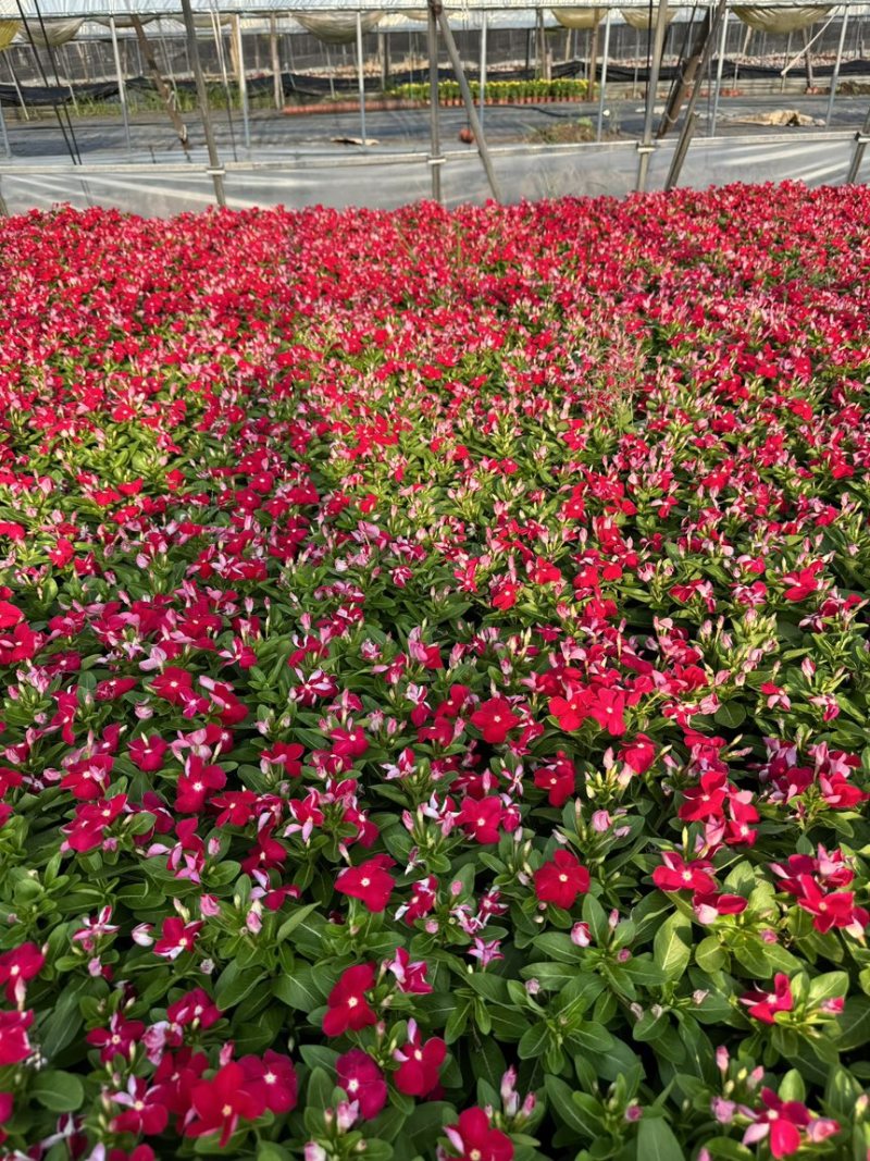 190长春花多色品质保证基地直发