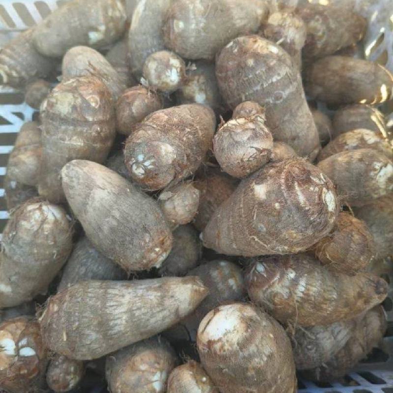 芋头已经大量上市了有需要的朋友抓紧时间预订